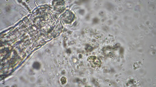 agronomist with a soil sample with soil life and bugs. microorganisms storing carbon with fungi and bacteria from a farm