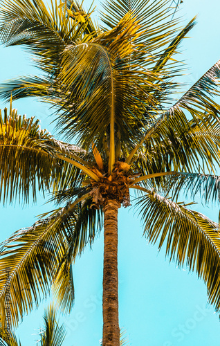 Obraz na płótnie Palm tree with a view of a beautiful turquoise sky in Miami. w salonie