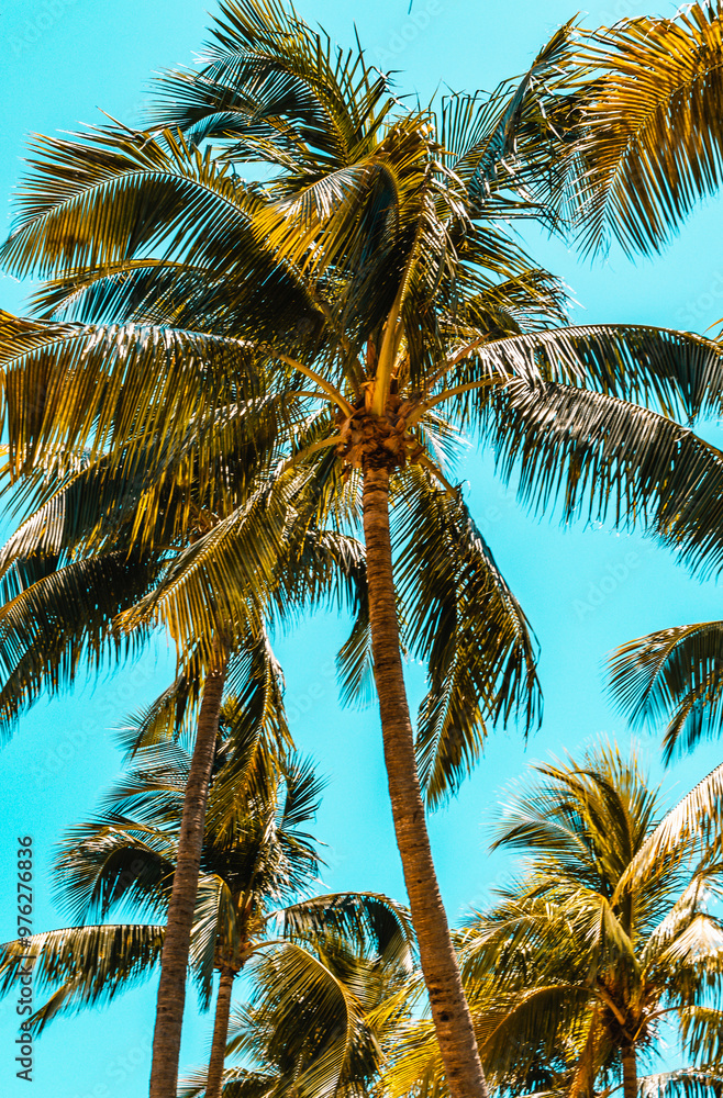 Palm tree with a view of a beautiful turquoise sky in Miami.