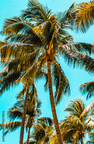 Obraz na płótnie Palm tree with a view of a beautiful turquoise sky in Miami. w salonie