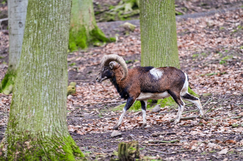 European mouflon (Ovis gmelini musimon) or ram struts with its antlers, horns through the forest of the animal park Knüll in Knüllwald, Hessen, Germany
