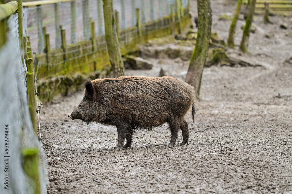 Young brown wild boar (Sus scrofa) in the enclosure in the forest of the animal park Knüll in Knüllwald, Hessen, Germany Young brown wild boar (Sus scrofa) in the enclosure in the forest of the animal park Knüll in Knüllwald, Hessen, Germany