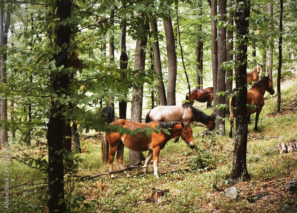 Horses in the forest Horses in the forest