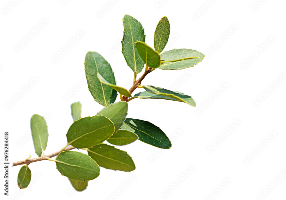 Leaves of mock privet (Phillyrea) is an evergreen small tree from the olive family, common in maquis in the Mediterranean climate zone, growing to 3-10 m tall. Leaves of mock privet (Phillyrea) is an evergreen small tree from the olive family, common in maquis in the Mediterranean climate zone, growing to 3-10 m tall.
