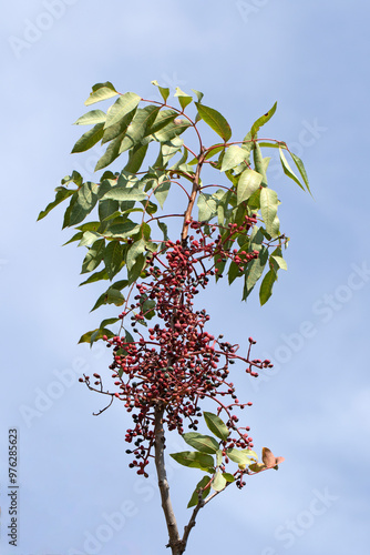 Top branch of a terebinth tree (Pistacia terebinthus) is a short, flowering, deciduous tree or 
large shrub that normally grows about 2 to 6 meters in height, occasionally reaching 10-12 meters. photo