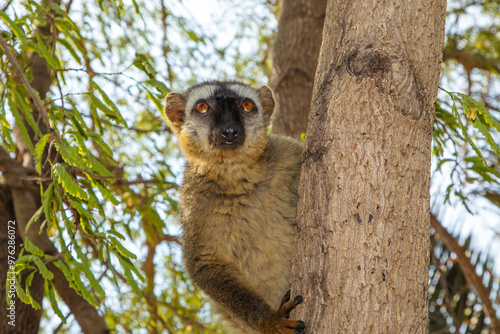 Red-bellied Lemur - Eulemur rubriventer, Cute primate. photo