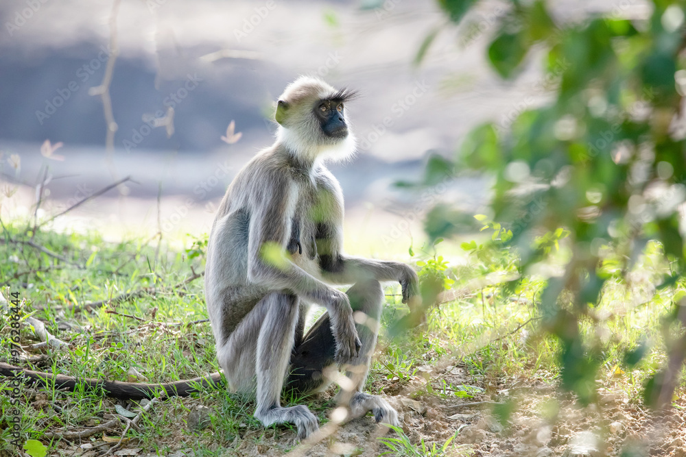 Obraz premium black faced grey langur monkey in Yala National Park, Sri Lanka