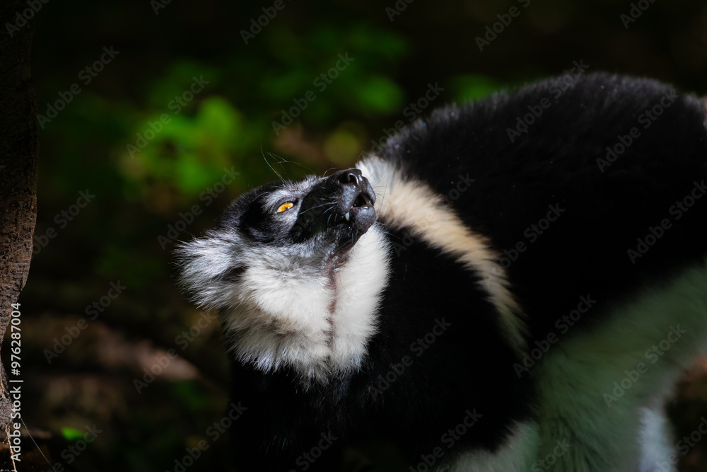 Obraz premium Black and white Ruffed Lemur closeup