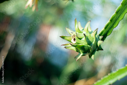 Close up of a Dragon fruit