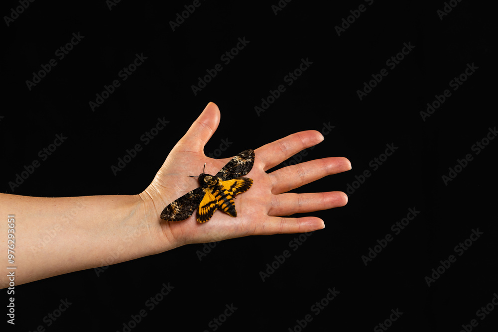 Hawk moth on hand, close-up on dark background Hawk moth on hand, close-up on dark background