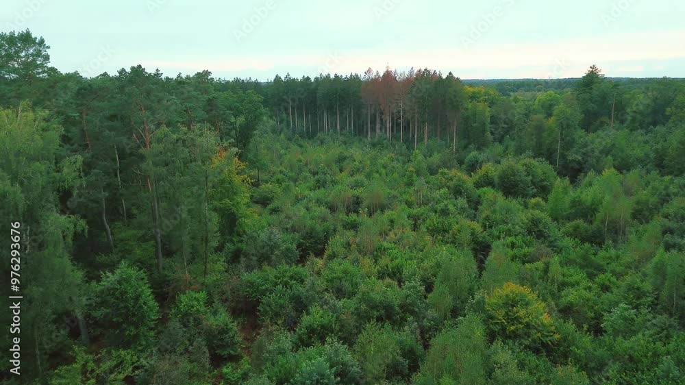 Drone footage of a forest in recovery, where trees are slowly regrowing ...