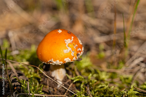 fly agaric mushroom among moss in the forest