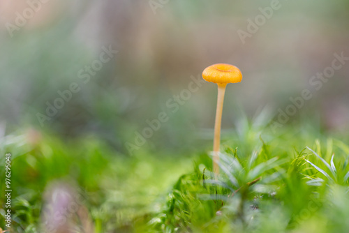 Miniature Rickenella fibula mushroom in autumn forest among moss photo