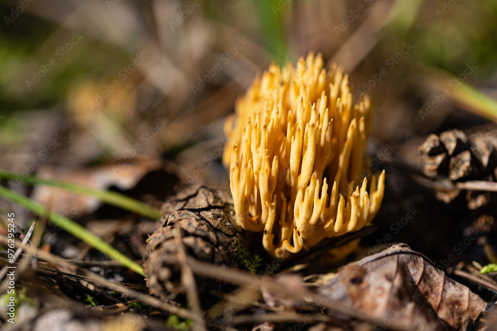 mushroom Ramaria flaccida in forest mushroom Ramaria flaccida in forest