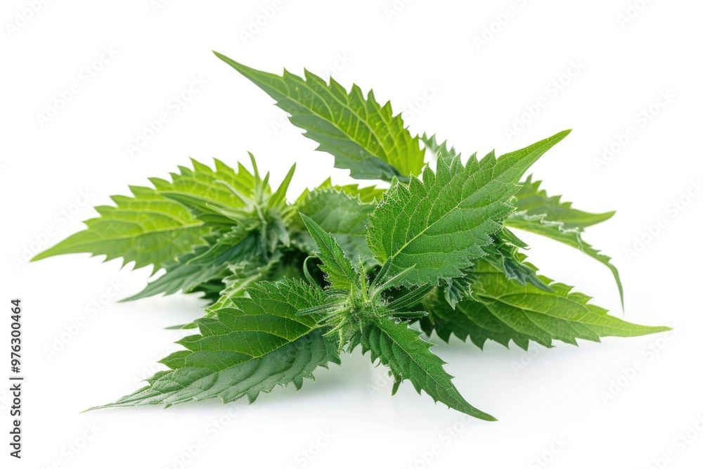 A bunch of green leaves scattered on a white surface A bunch of green leaves scattered on a white surface