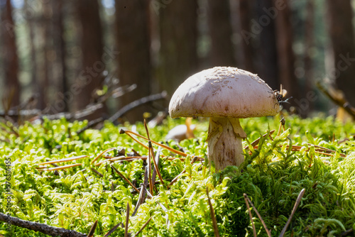 close-up of Cortinarius caperatus mushroom in autumn forest among moss photo