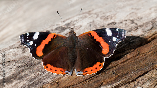 Fotografie admiral butterfly