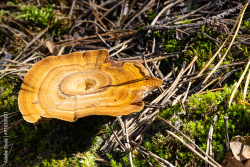 Coltricia perennis mushroom among moss in the forest photo