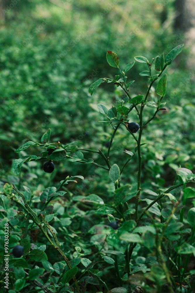 Swedish blueberries in wild forest whit lots of greens. Blueberries are in focus. Swedish blueberries in wild forest whit lots of greens. Blueberries are in focus.