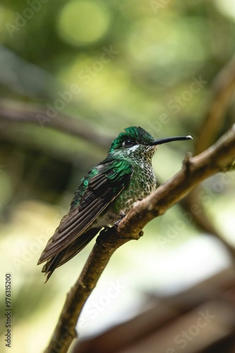 blue tailed bee eater