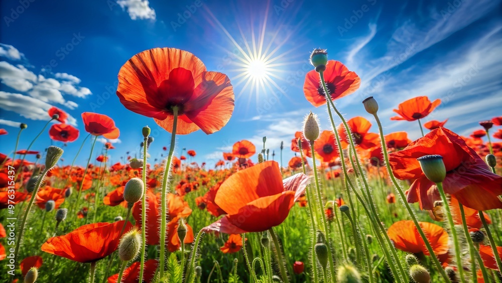 Obraz premium Vibrant Red Poppies Blooming in a Sunny Field under Clear Blue Sky