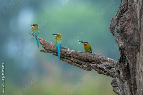 Three blue-tailed bee eaters perched on a dry branch with one of them catching a dragonfly in its beak at Katerniaghat wildlife sanctuary, Uttar Pradesh, India photo