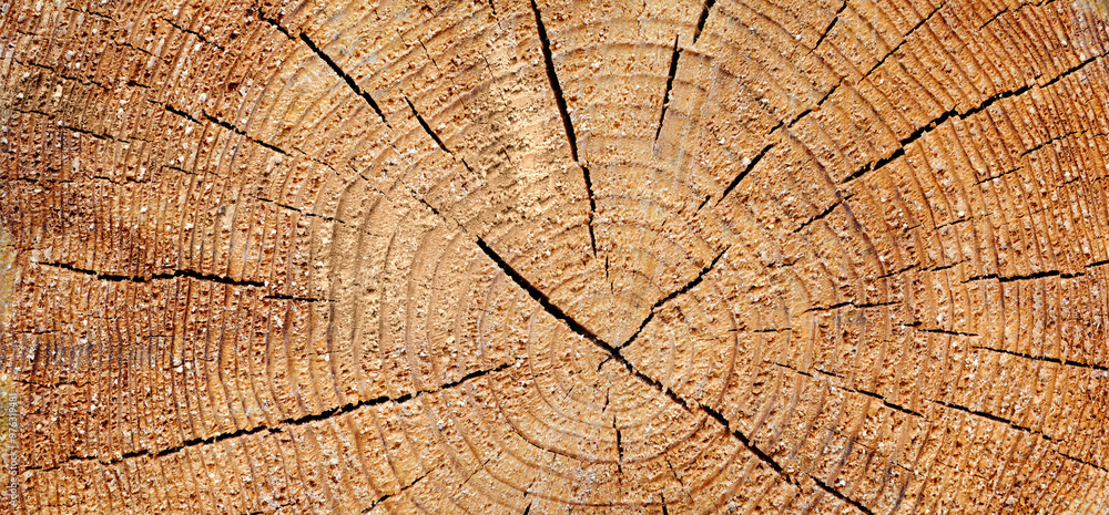 Fototapeta premium A large piece of wood with many cracks and holes. The wood is brown and has a rough texture