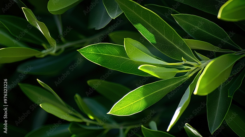 A leafy plant in focus with sunlight emanating from above its leaves A leafy plant in focus with sunlight emanating from above its leaves