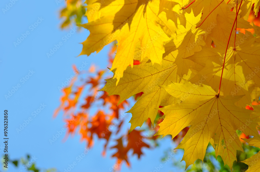 Autumn colored leaves on trees against blue sky Autumn colored leaves on trees against blue sky