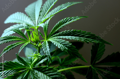 Large leaves of marijuana on a dark background. Growing medical cannabis.