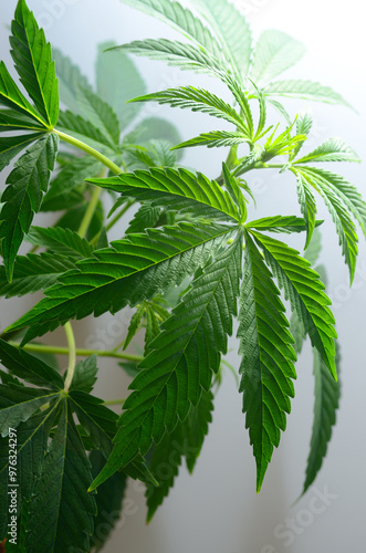 Large leaves of marijuana on a dark background. Growing medical cannabis.