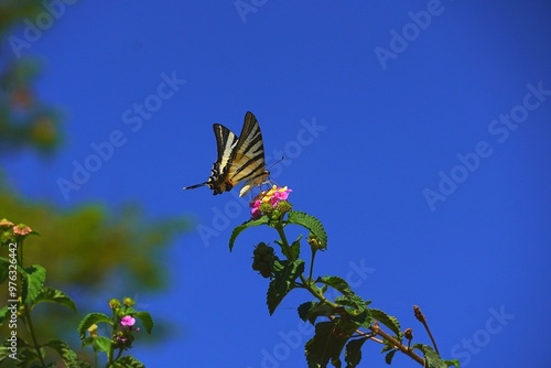 A scarce swallowtail, or Iphiclides podalirius butterfly, on lantana camara flowers photo