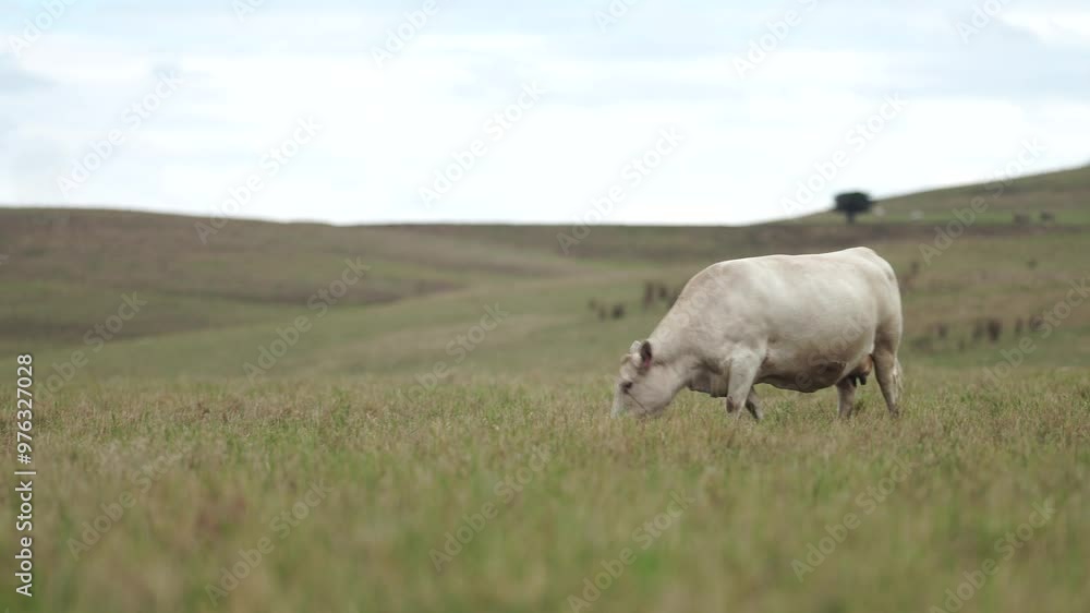 beautiful cattle in Australia eating grass, grazing on pasture. Herd of cows free range beef being regenerative raised on an agricultural farm. Sustainable farming beautiful cattle in Australia eating grass, grazing on pasture. Herd of cows free range beef being regenerative raised on an agricultural farm. Sustainable farming