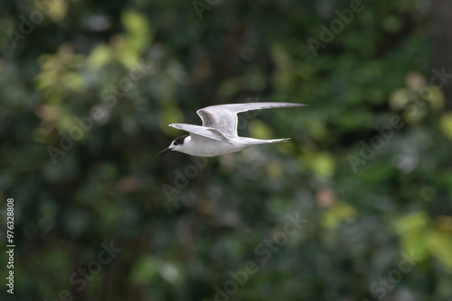 Photos common tern or Sterna hirundo, a seabird in the family Laridae, observed at Saso