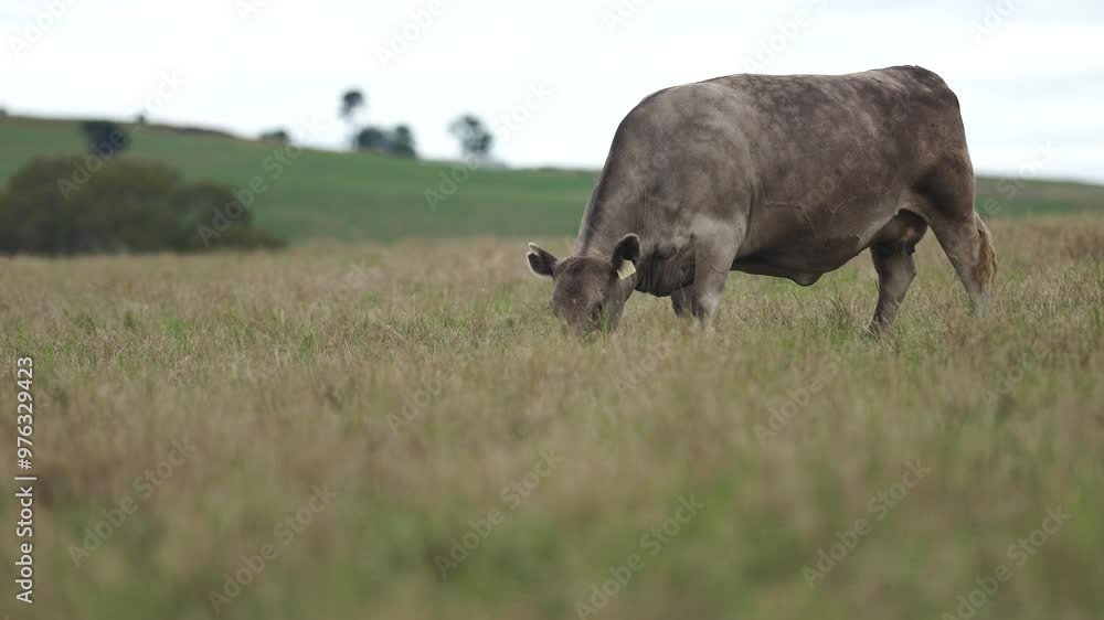 Stud Angus, wagyu, Murray grey, Dairy and beef Cows and Bulls grazing on grass and pasture in a field. The animals are organic and free range, being grown on an agricultural farm in Australia. Stud Angus, wagyu, Murray grey, Dairy and beef Cows and Bulls grazing on grass and pasture in a field. The animals are organic and free range, being grown on an agricultural farm in Australia.