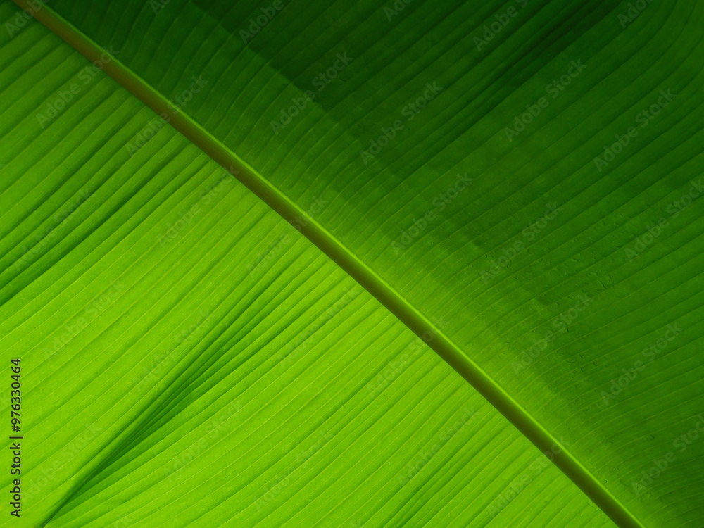 The detailed surface of a palm leaf displays intricate textures and vibrant green hues, highlighting the natural beauty and unique patterns found in tropical vegetation. The detailed surface of a palm leaf displays intricate textures and vibrant green hues, highlighting the natural beauty and unique patterns found in tropical vegetation.
