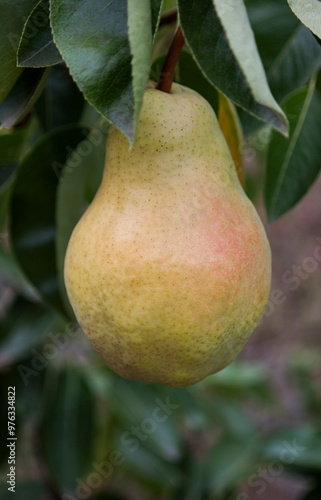 yellow pear on a branch among the leaves