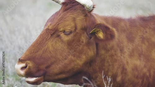 The cow is chewing the cuddy (grazing animal), the chewing reflex. The monotonous movement of the jaws and the regurgitation of a new portion of grass. Close-up photo