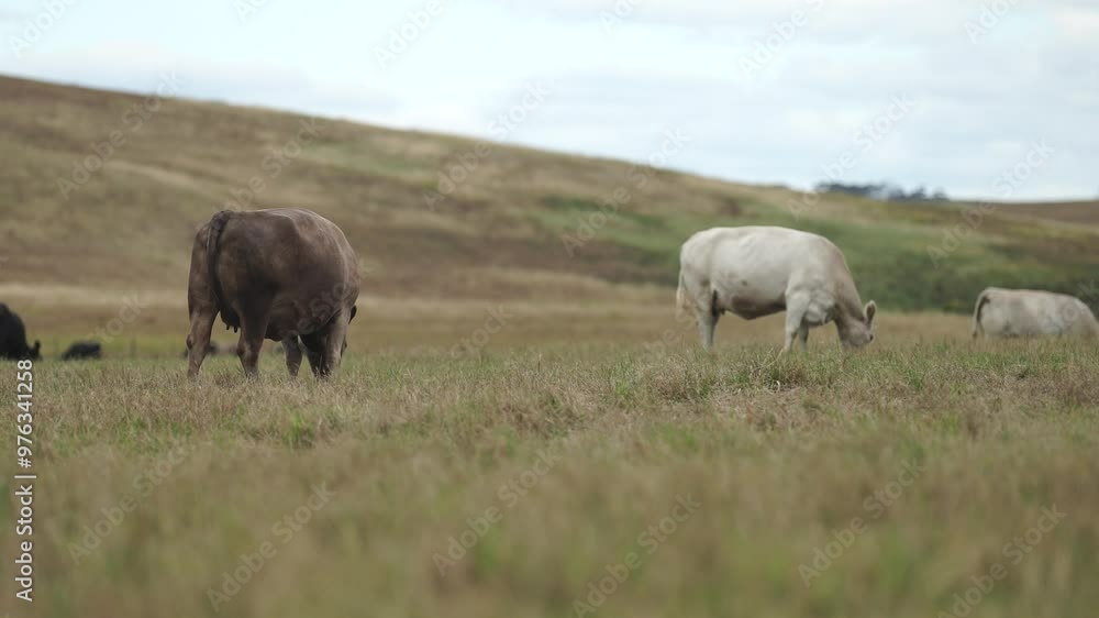Stud Angus, wagyu, Murray grey, Dairy and beef Cows and Bulls grazing on grass and pasture in a field. The animals are organic and free range, being grown on an agricultural farm in Australia. Stud Angus, wagyu, Murray grey, Dairy and beef Cows and Bulls grazing on grass and pasture in a field. The animals are organic and free range, being grown on an agricultural farm in Australia.