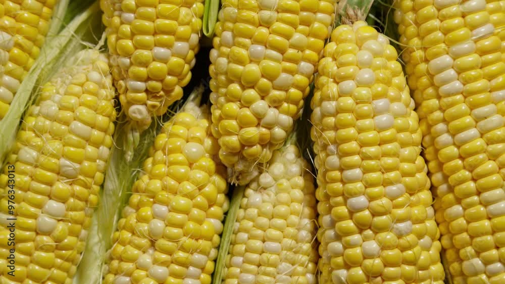 Fresh yellow sweet corn from farm rotating. Top view. Healthy vegetarian food. Harvested ear of corn and kernels. Plump kernels. Maize. 4K, UHD Fresh yellow sweet corn from farm rotating. Top view. Healthy vegetarian food. Harvested ear of corn and kernels. Plump kernels. Maize. 4K, UHD