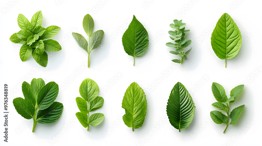 A set of different green leaves isolated on a white background A set of different green leaves isolated on a white background