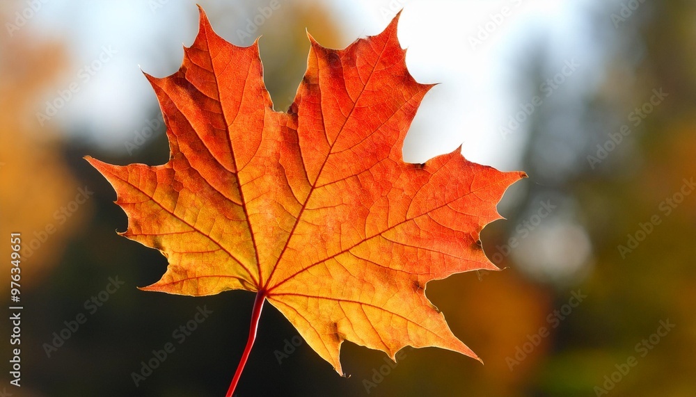 Isolated maple leaf with depth of field highlighting unique shape and vivid autumn hues Isolated maple leaf with depth of field highlighting unique shape and vivid autumn hues