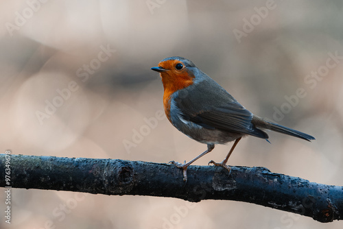 Cute European Robin (Erithacus rubecula) Perched on a Branch with Blurred Background