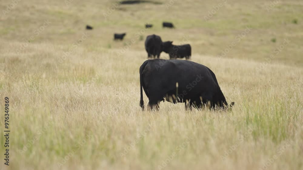 beautiful cattle in Australia eating grass, grazing on pasture. Herd of cows free range beef being regenerative raised on an agricultural farm. Sustainable farming beautiful cattle in Australia eating grass, grazing on pasture. Herd of cows free range beef being regenerative raised on an agricultural farm. Sustainable farming