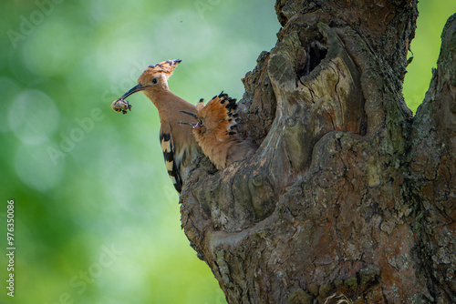 Hoopoe feeding chick at nest hole with green bokeh background photo