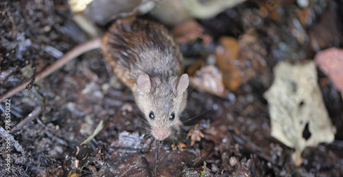 Wild house mouse (Mus musculus) living in the garden among rotting plant remains. photo