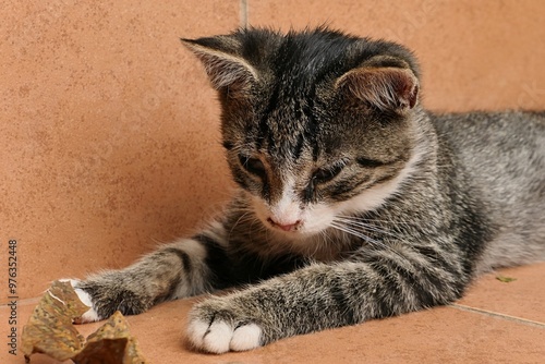 Bild auf Leinwand Detail of cute tabby male crossbreed kitten with white paws, nose area and neck watching fallen autumn leaf on orange tiled stairs