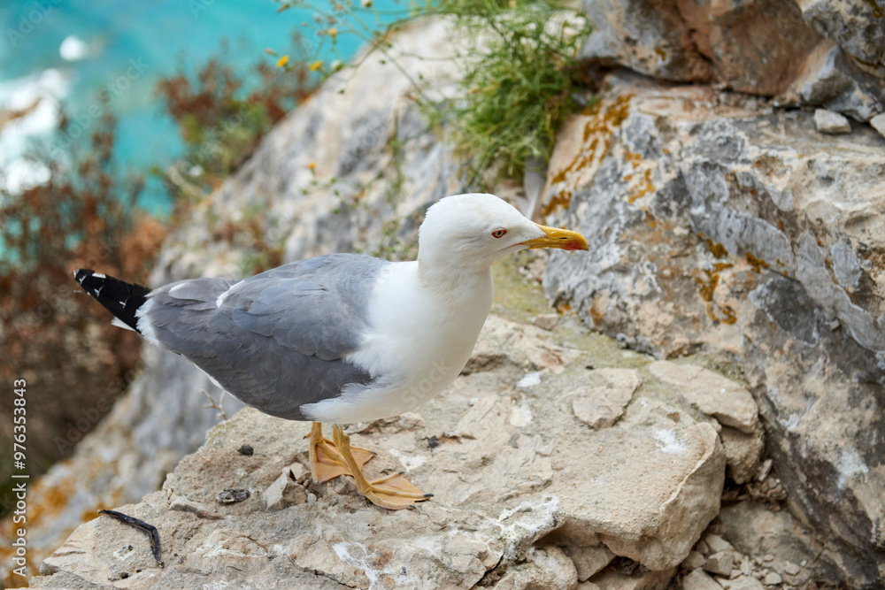 Dramatic Cliffside Vista Curious Seagull Observing Vast Ocean Expanse Pristine Sky Coastal Flora Idyllic Tourism Destination. Dramatic Cliffside Vista Curious Seagull Observing Vast Ocean Expanse Pristine Sky Coastal Flora Idyllic Tourism Destination.