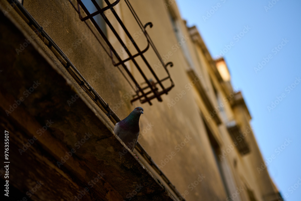 Venice and its canals,streets,buildings and birds Venice and its canals,streets,buildings and birds