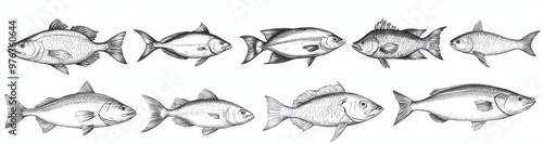 Freshwater and ocean fishes, food and fishing sport concept. Illustration of trout, carp, tuna, herrings and flounders, anchovies and dorado.